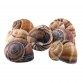Extra Large Snail Shells - 2 Dozen